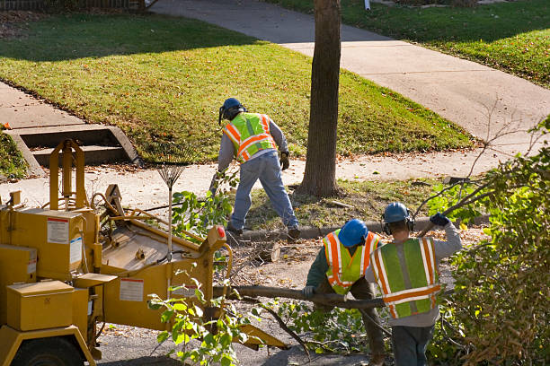 The Steps Involved in Our Tree Care Process in Key West, FL